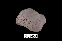 藏品(紫口珊瑚螺)的圖片